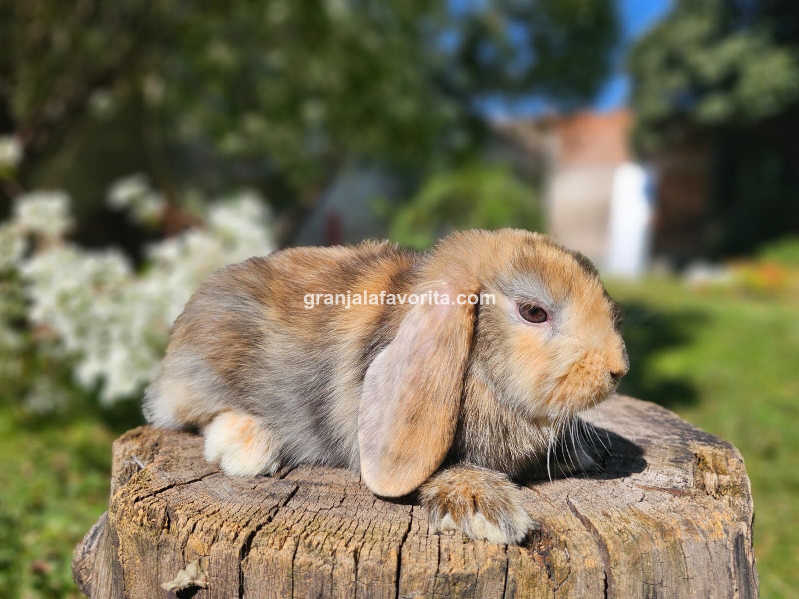 Imagen de ejemplar 68