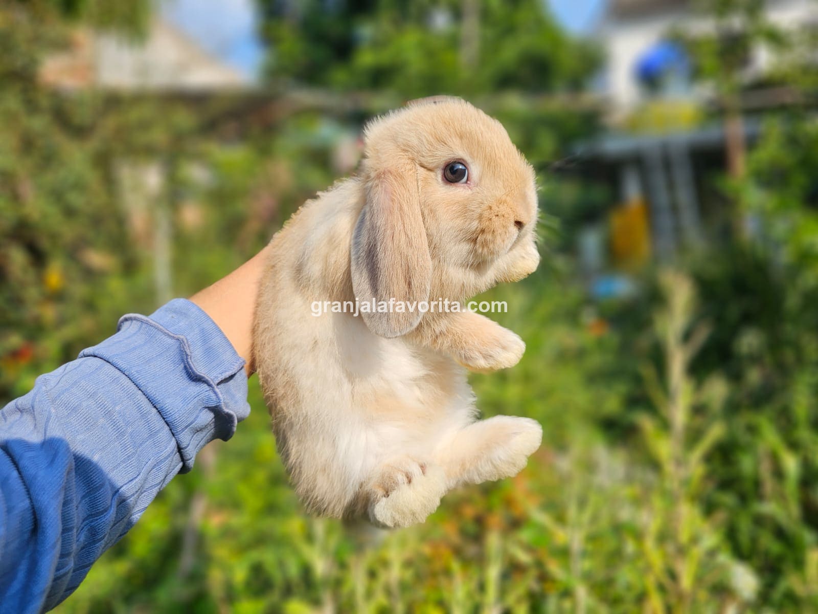 Imagen de ejemplar 47