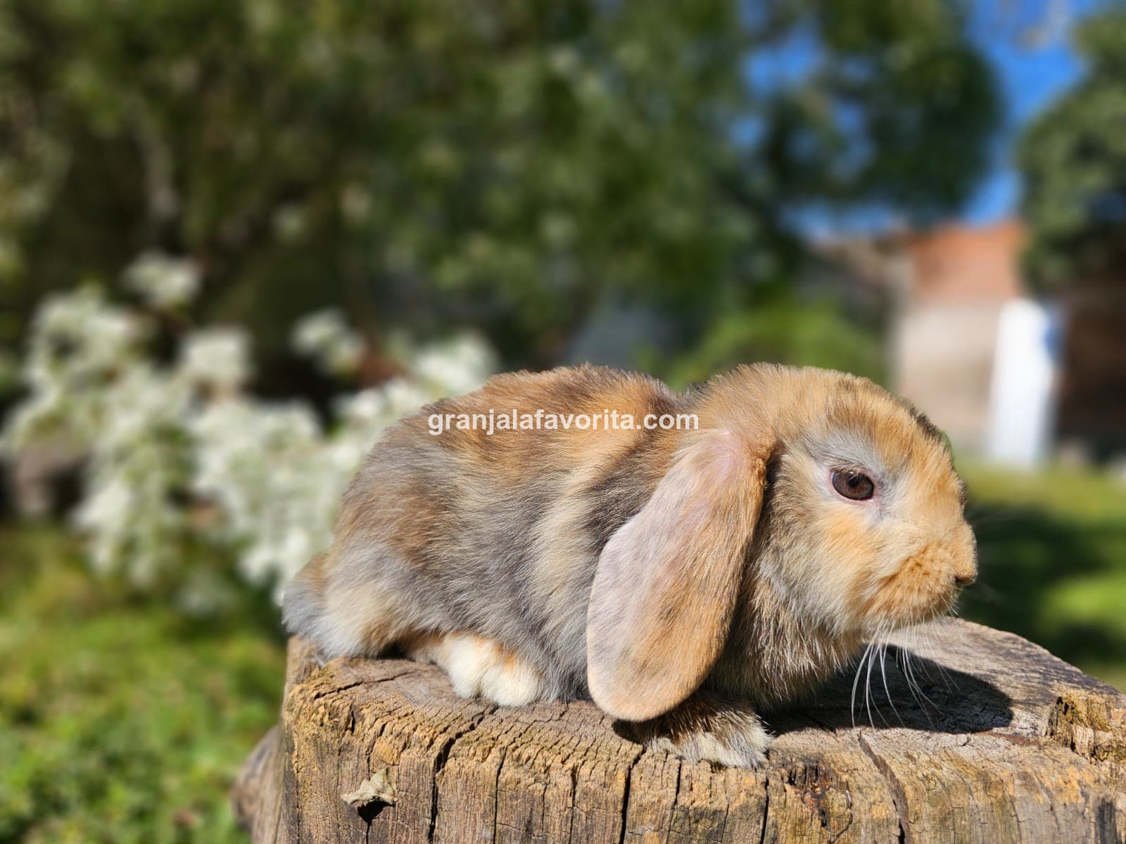 Imagen de ejemplar 68