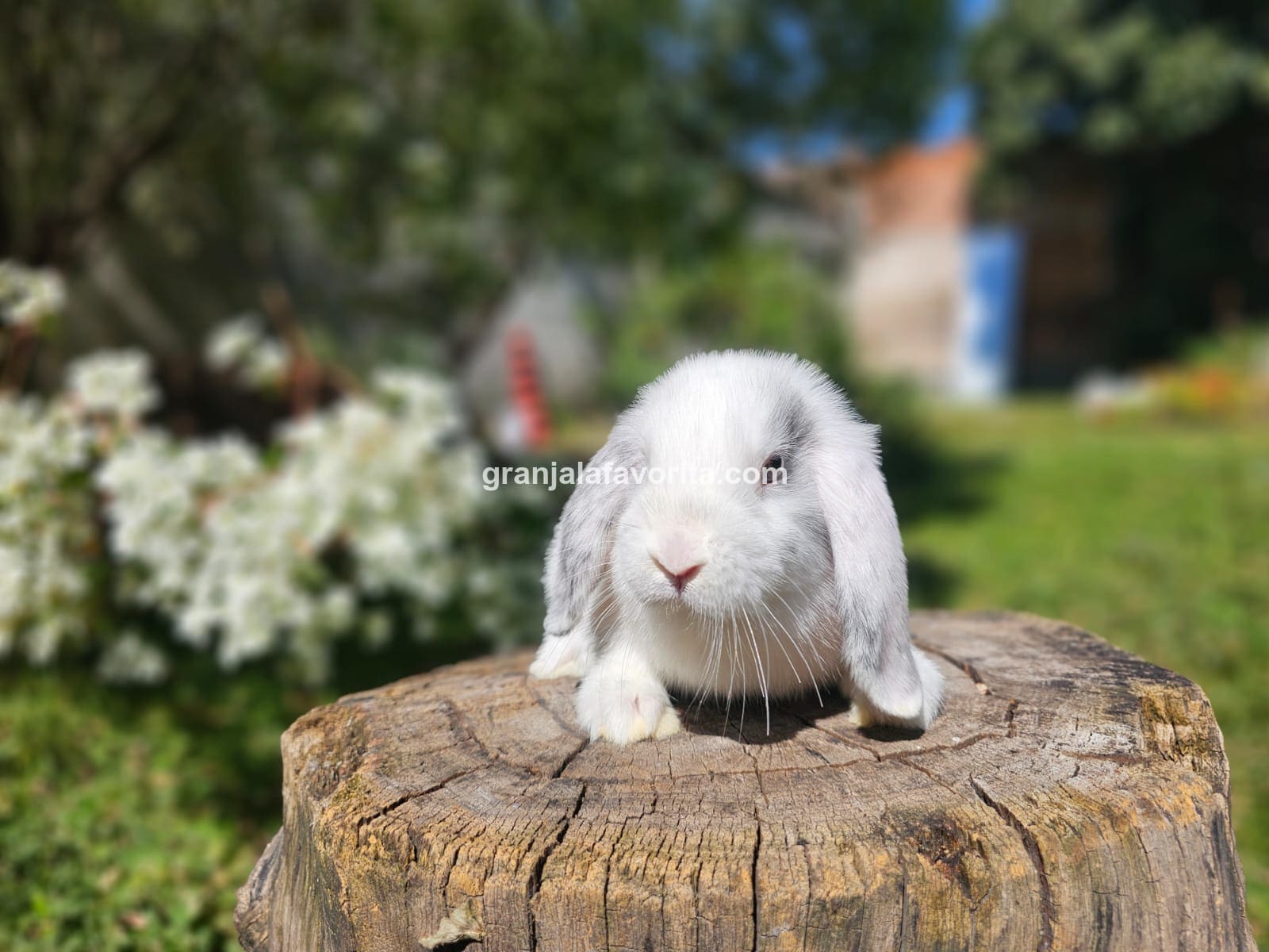 Imagen de ejemplar 64