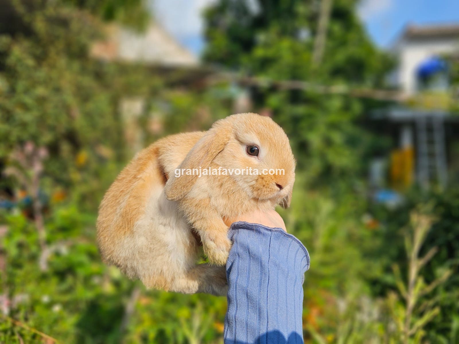 Imagen de ejemplar 48