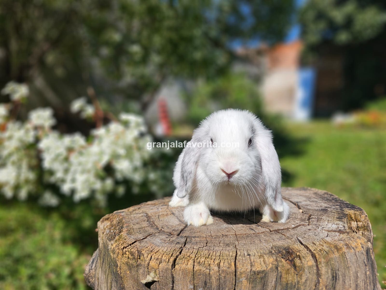 Imagen de ejemplar 64