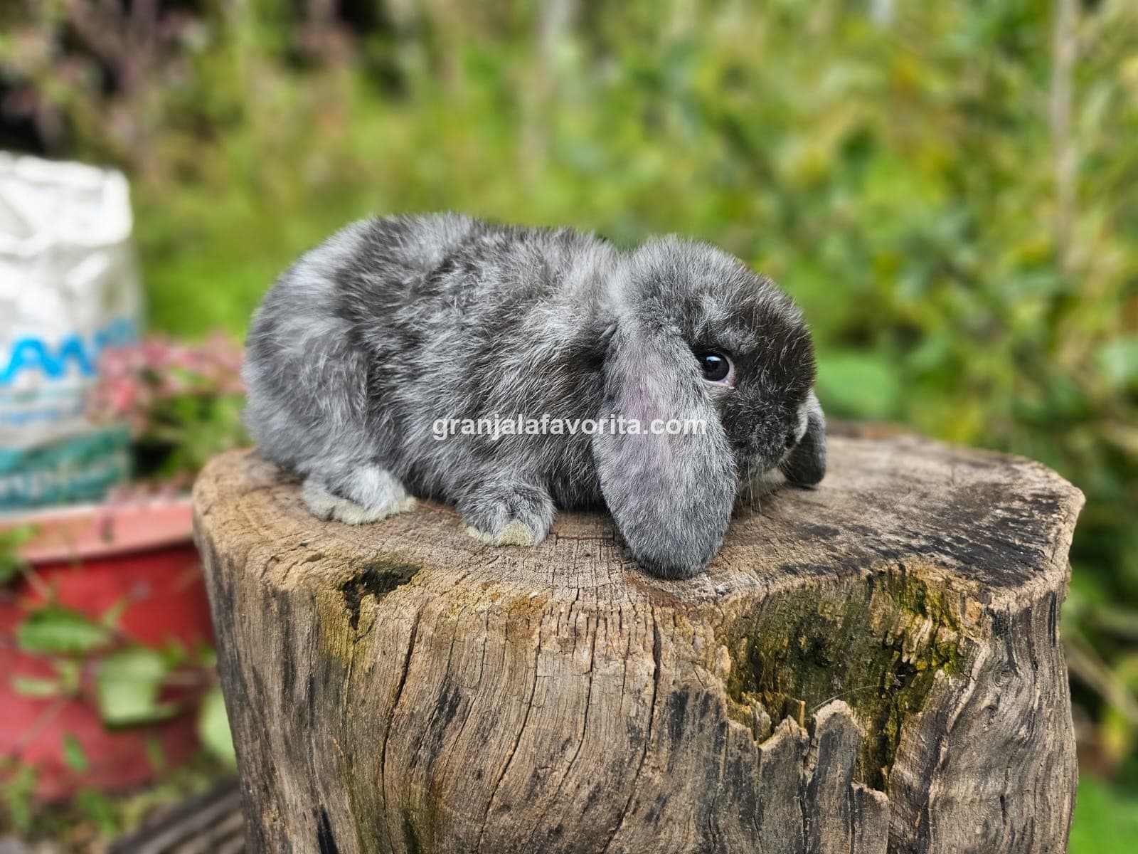 Imagen de ejemplar 37