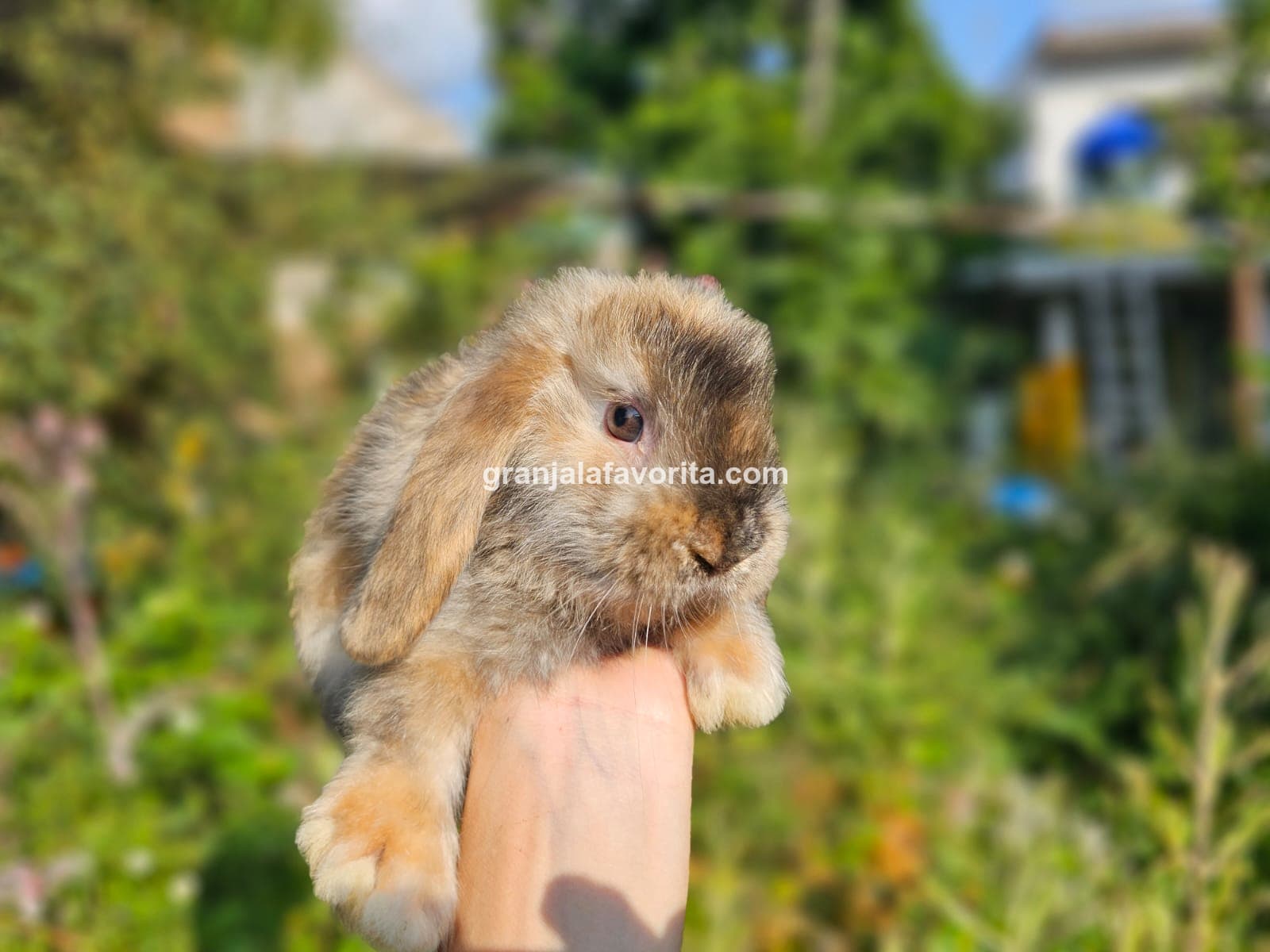 Imagen de ejemplar 41