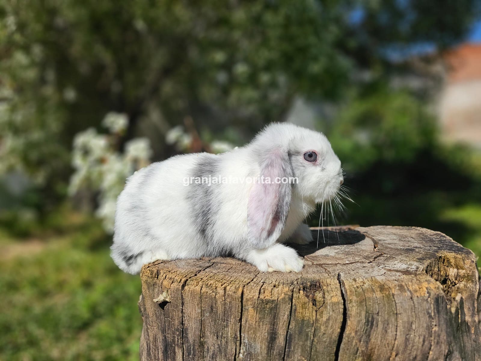 Imagen de ejemplar 64