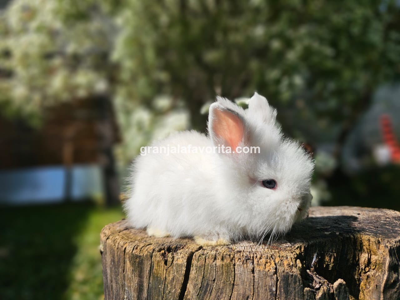 Imagen de ejemplar 49