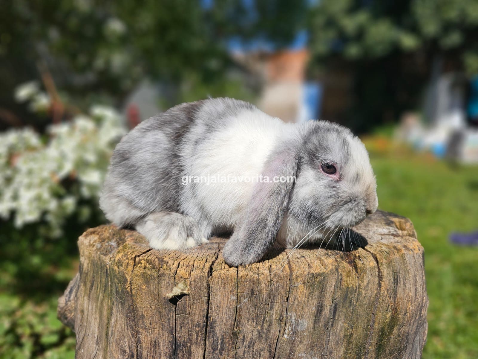 Imagen de ejemplar 65