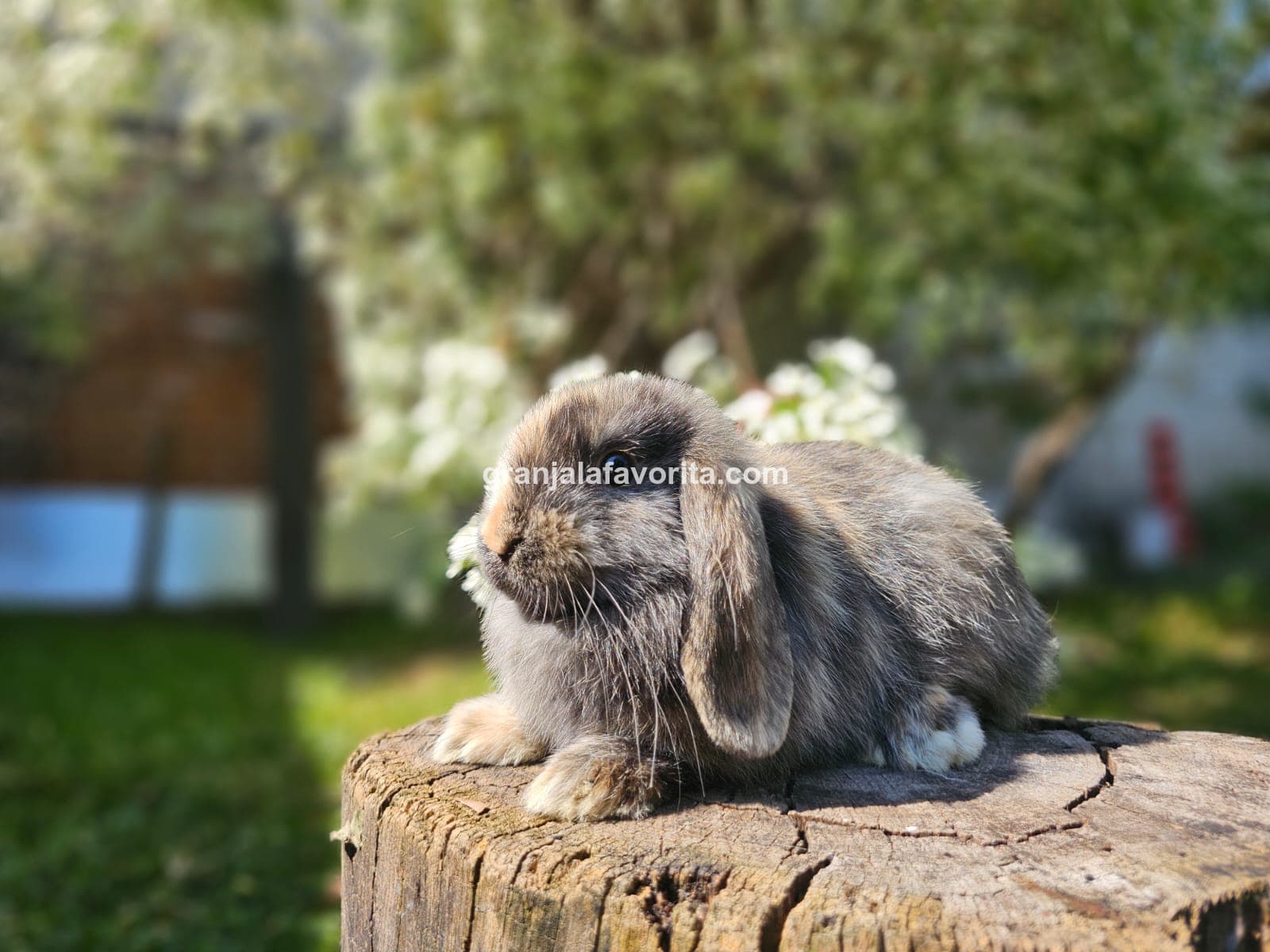 Imagen de ejemplar 59