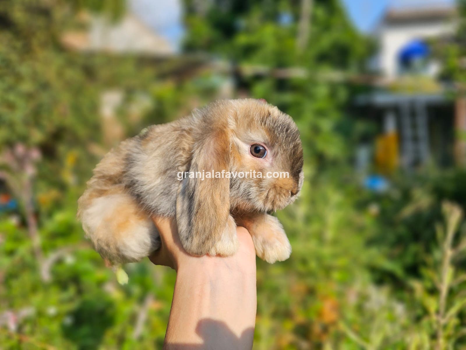 Imagen de ejemplar 41