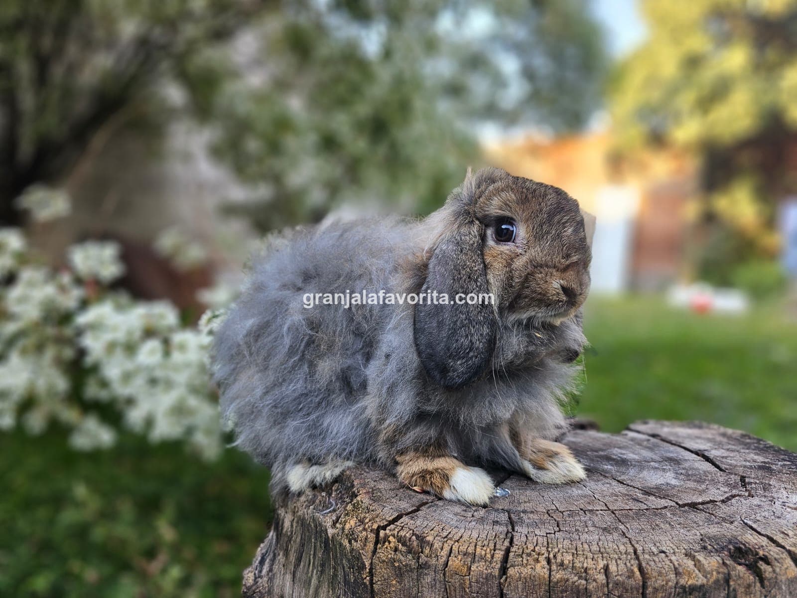 Imagen de ejemplar 73