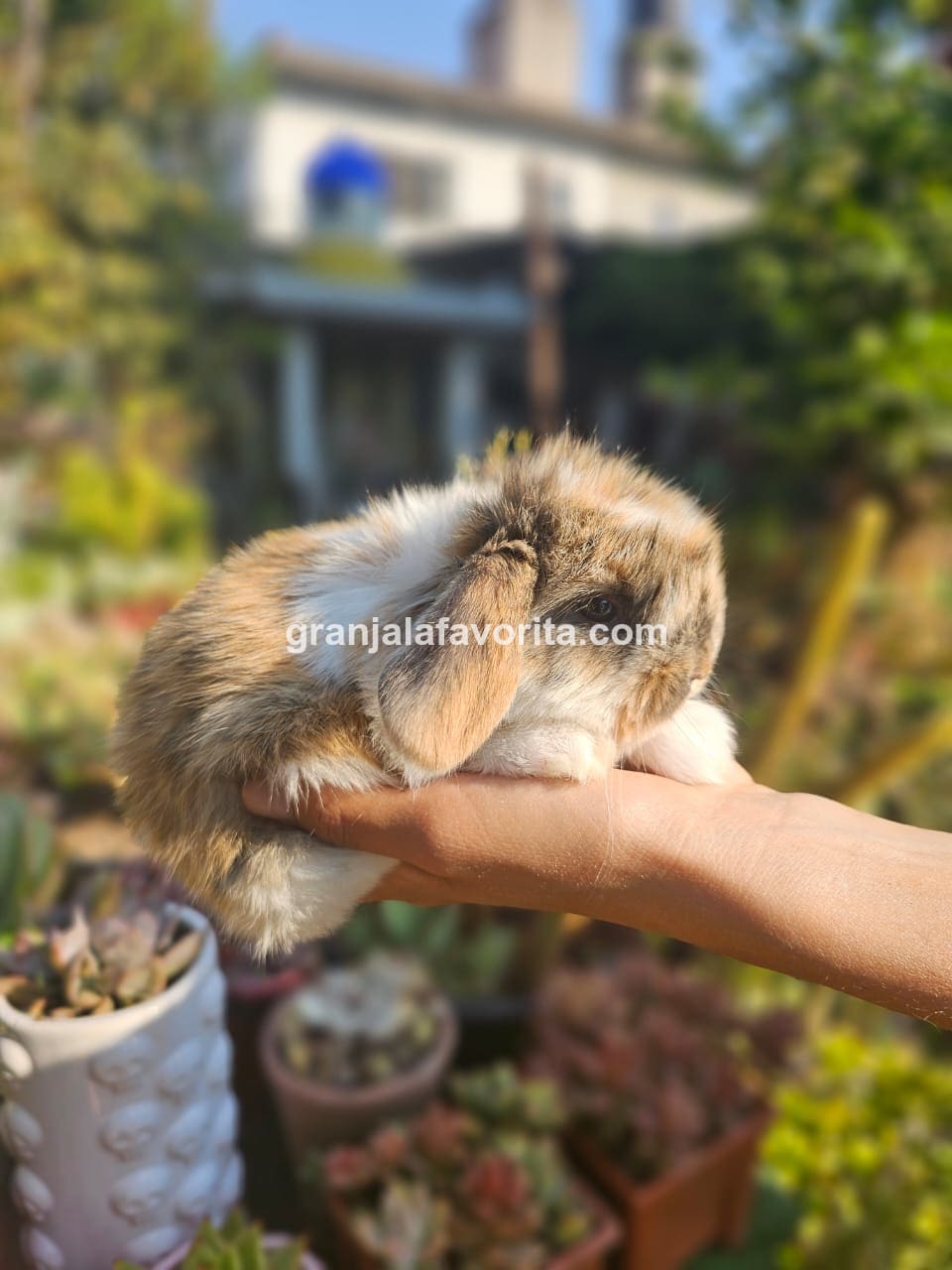 Imagen de ejemplar 123