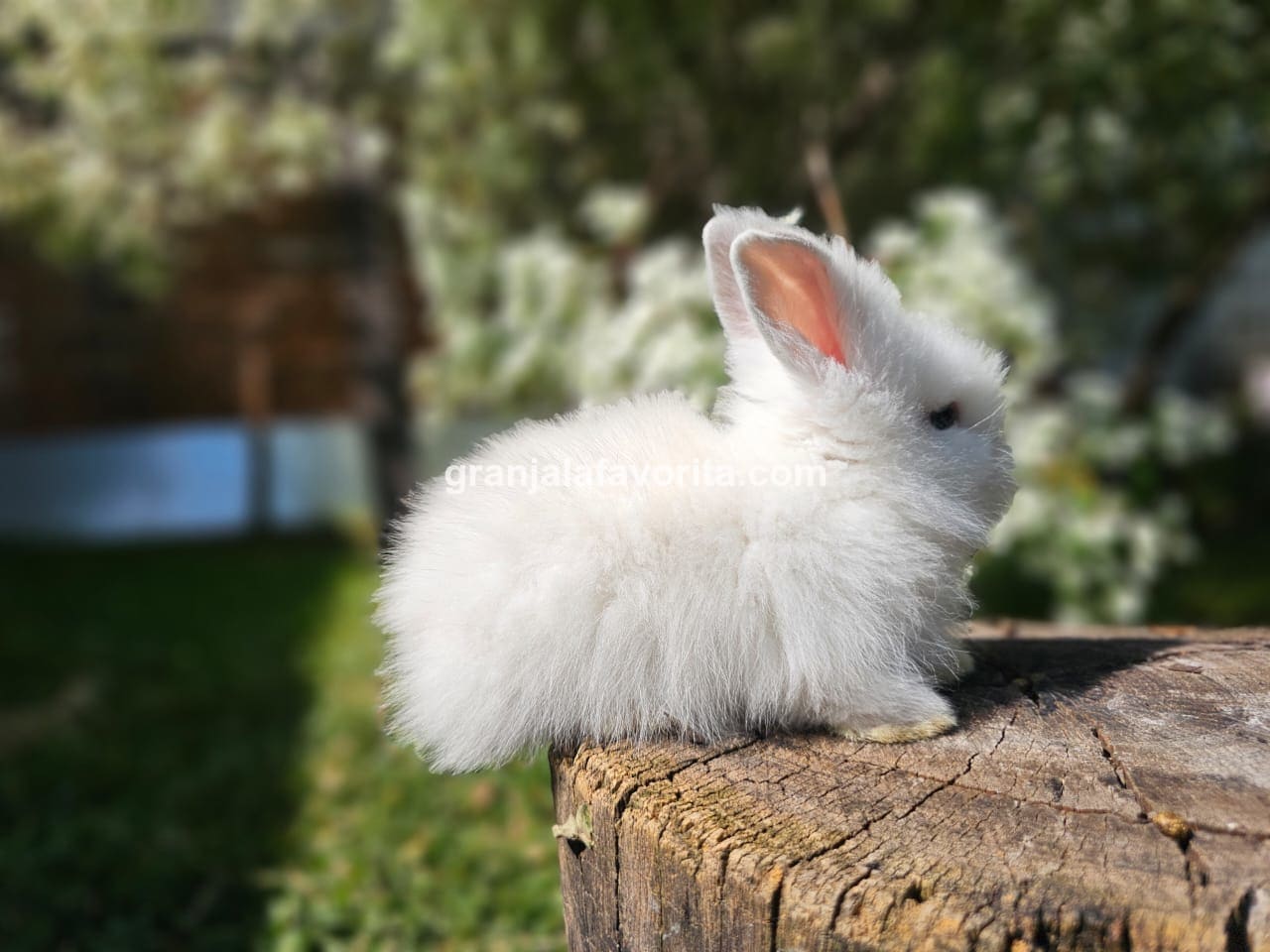 Imagen de ejemplar 49