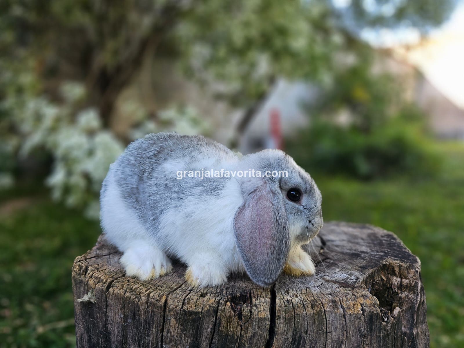 Imagen de ejemplar 61