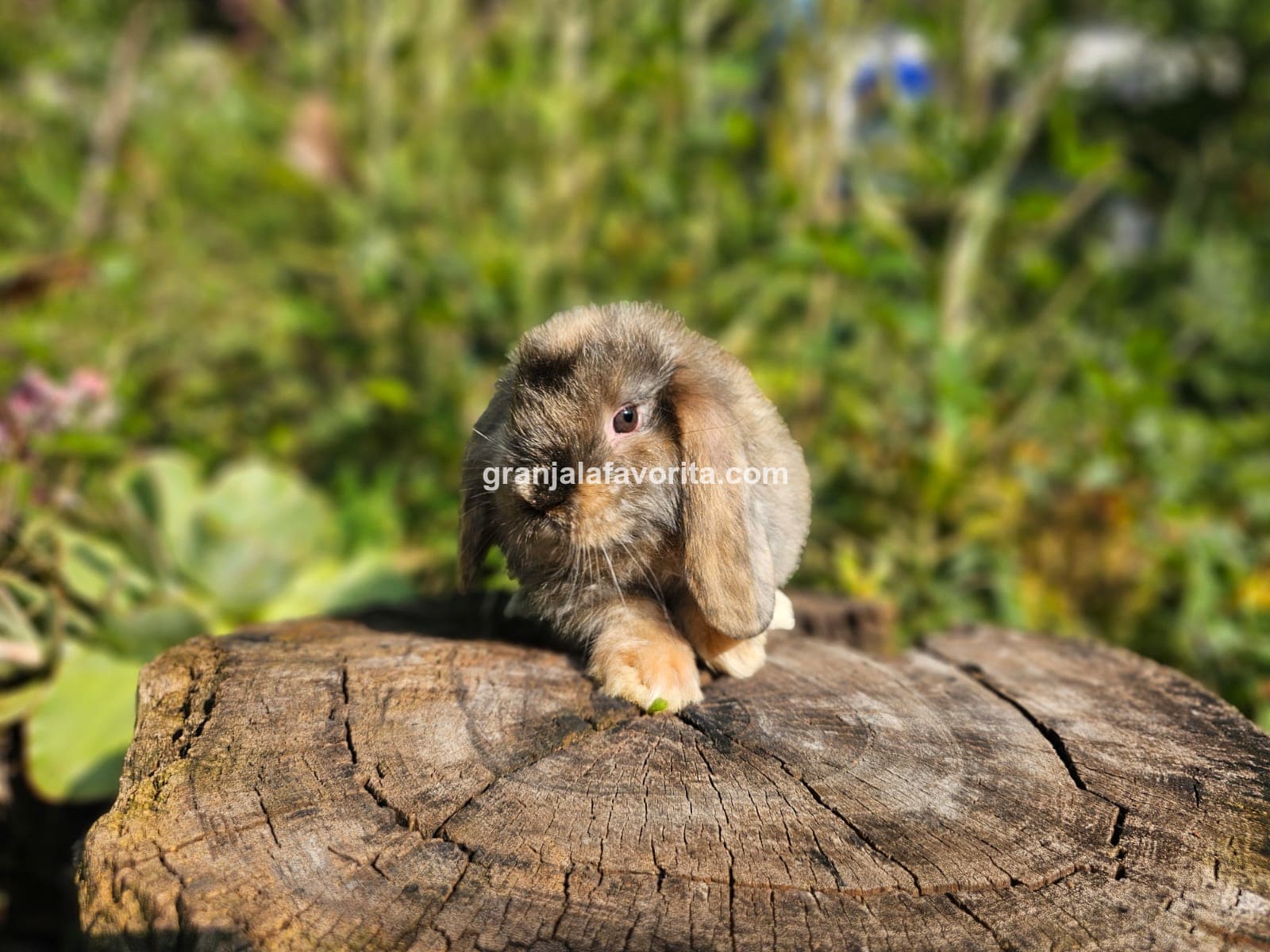 Imagen de ejemplar 41