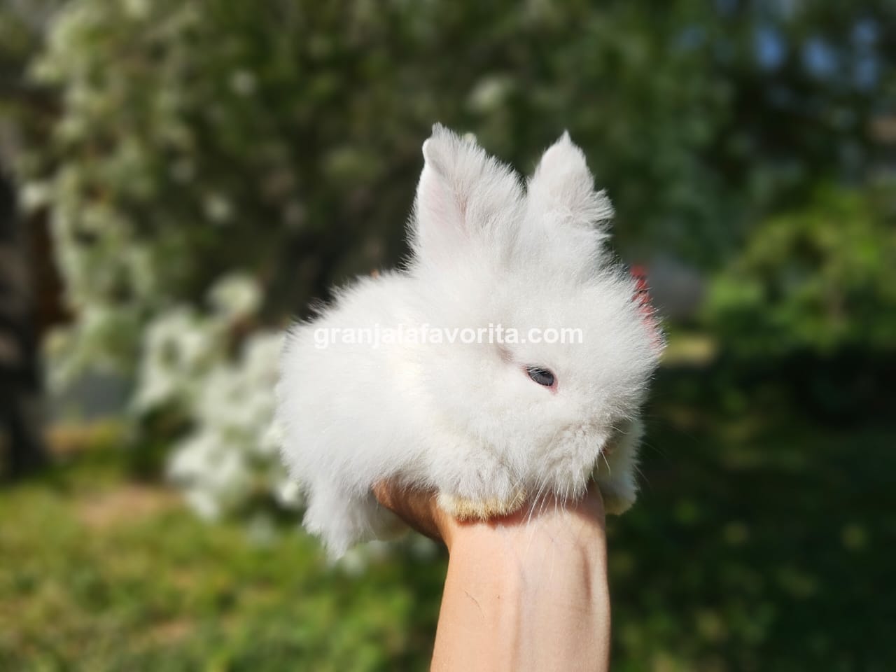 Imagen de ejemplar 49