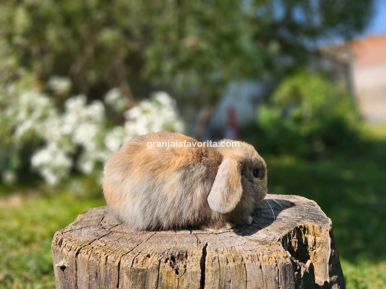 Imagen de ejemplar 58