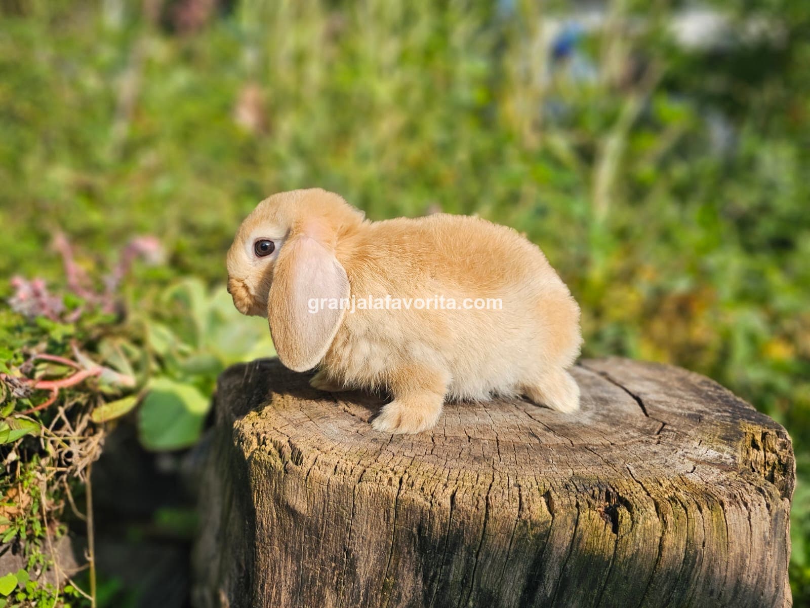 Imagen de ejemplar 48