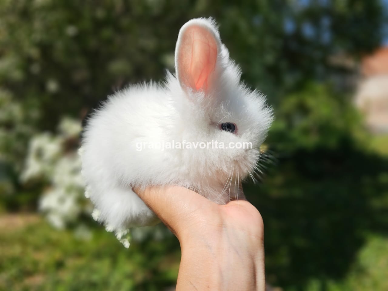 Imagen de ejemplar 55