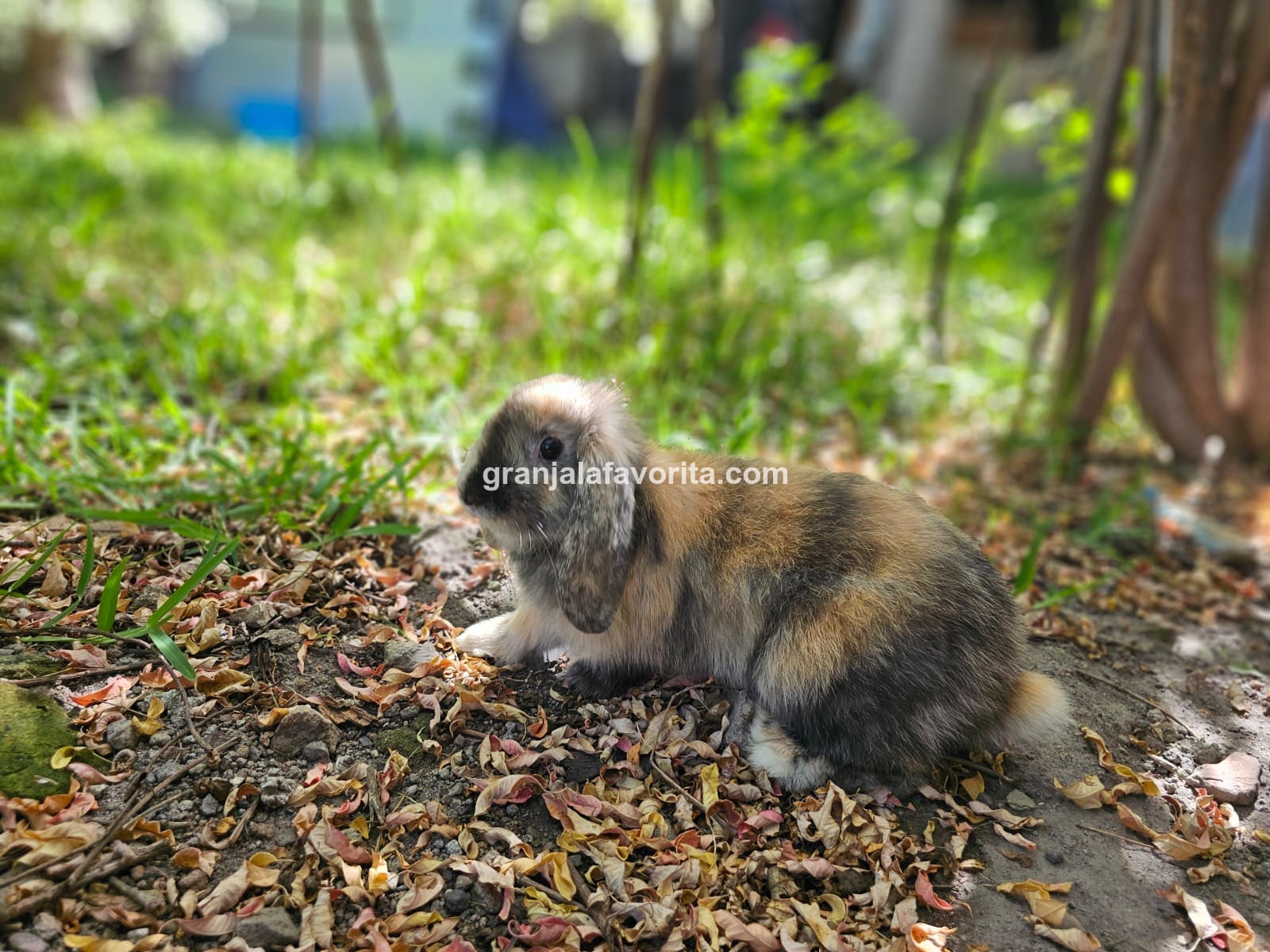 Imagen de ejemplar 70