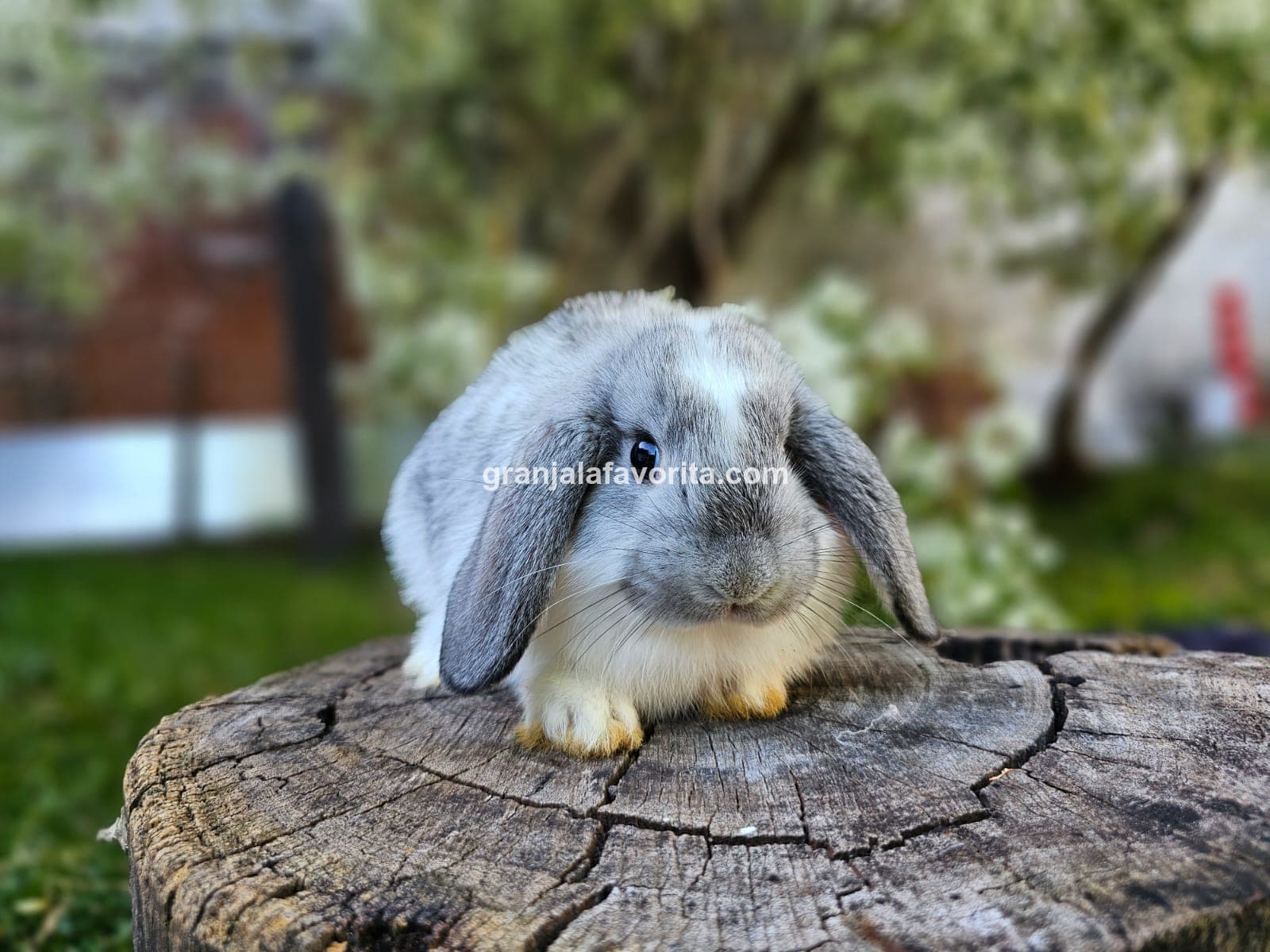 Imagen de ejemplar 61