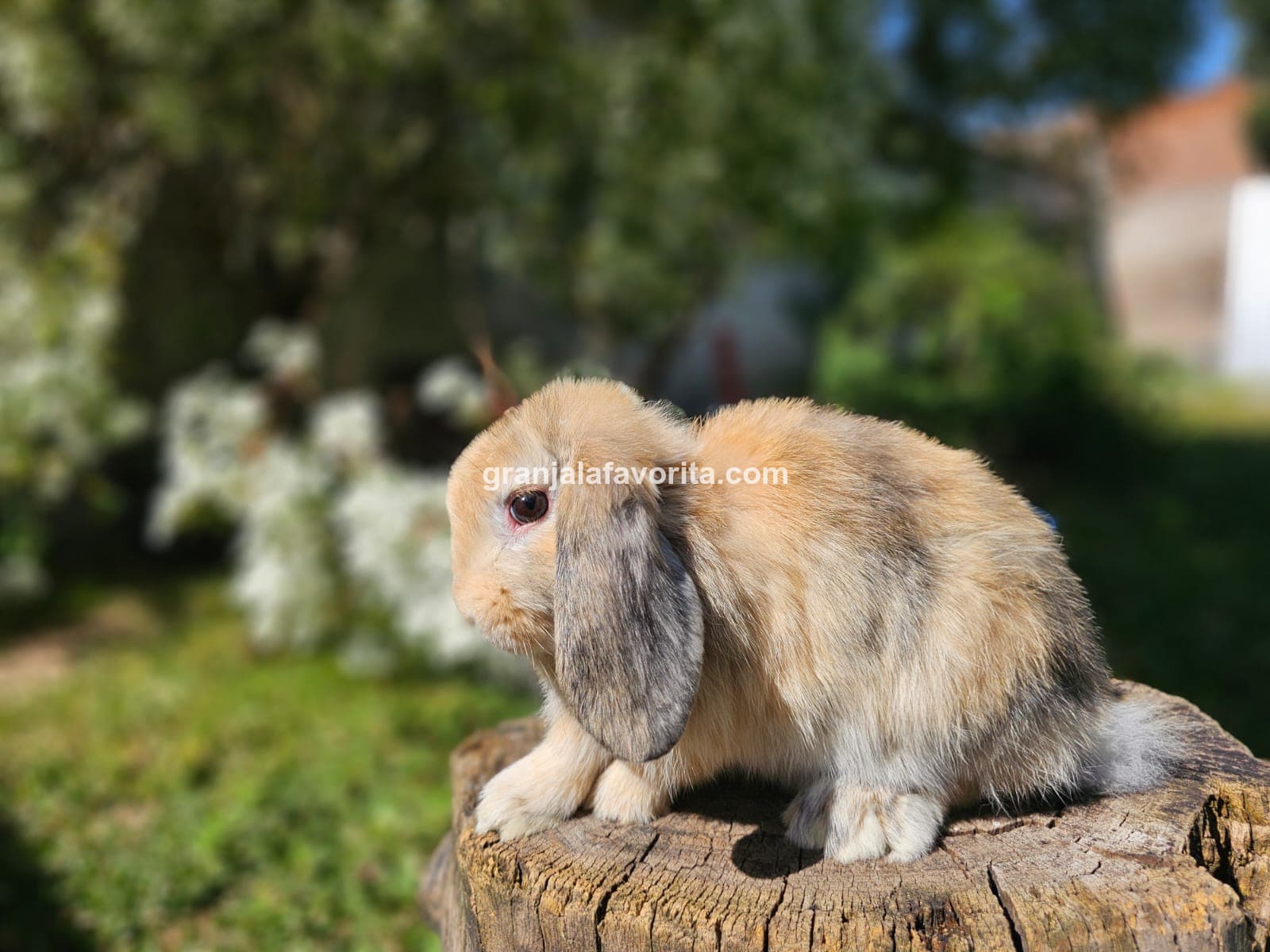 Imagen de ejemplar 71