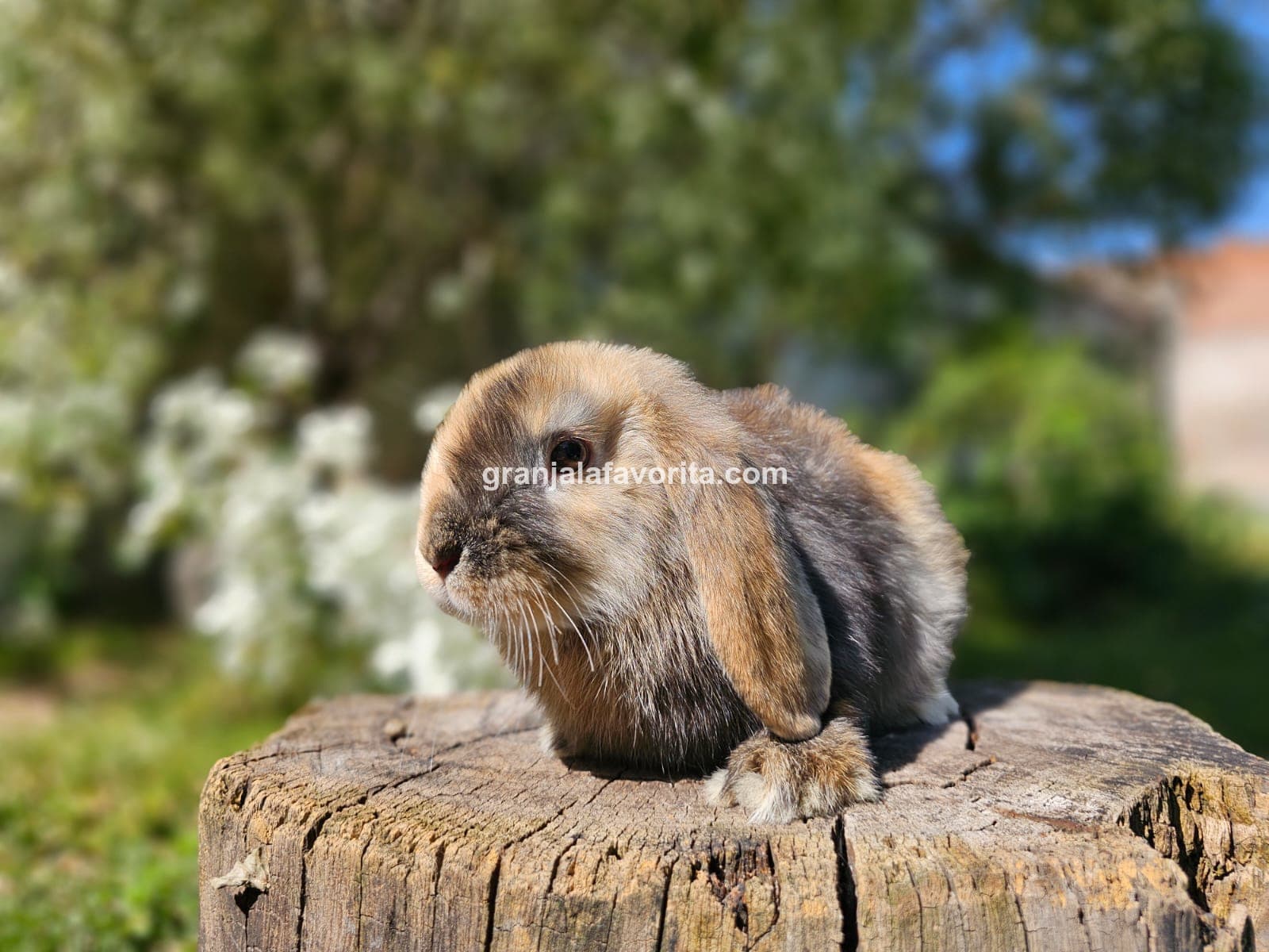 Imagen de ejemplar 68