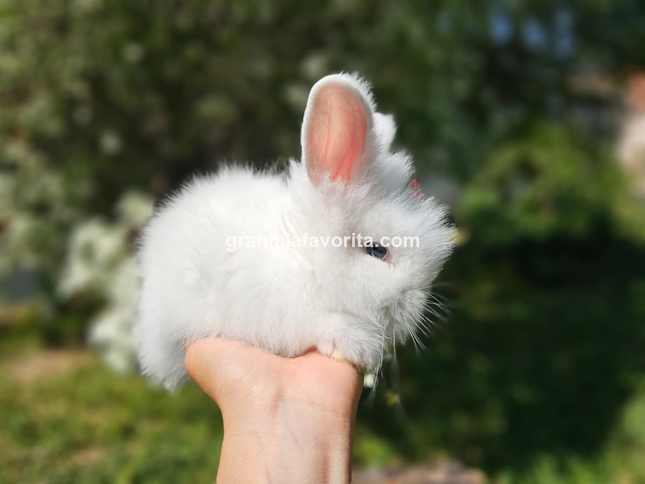 Imagen de ejemplar 55