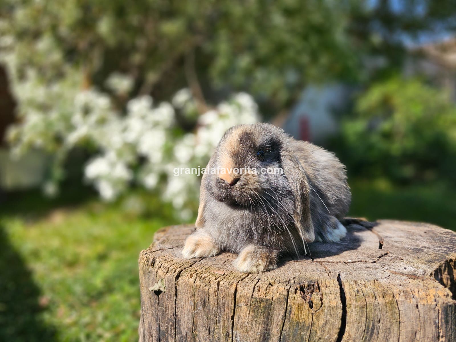 Imagen de ejemplar 59