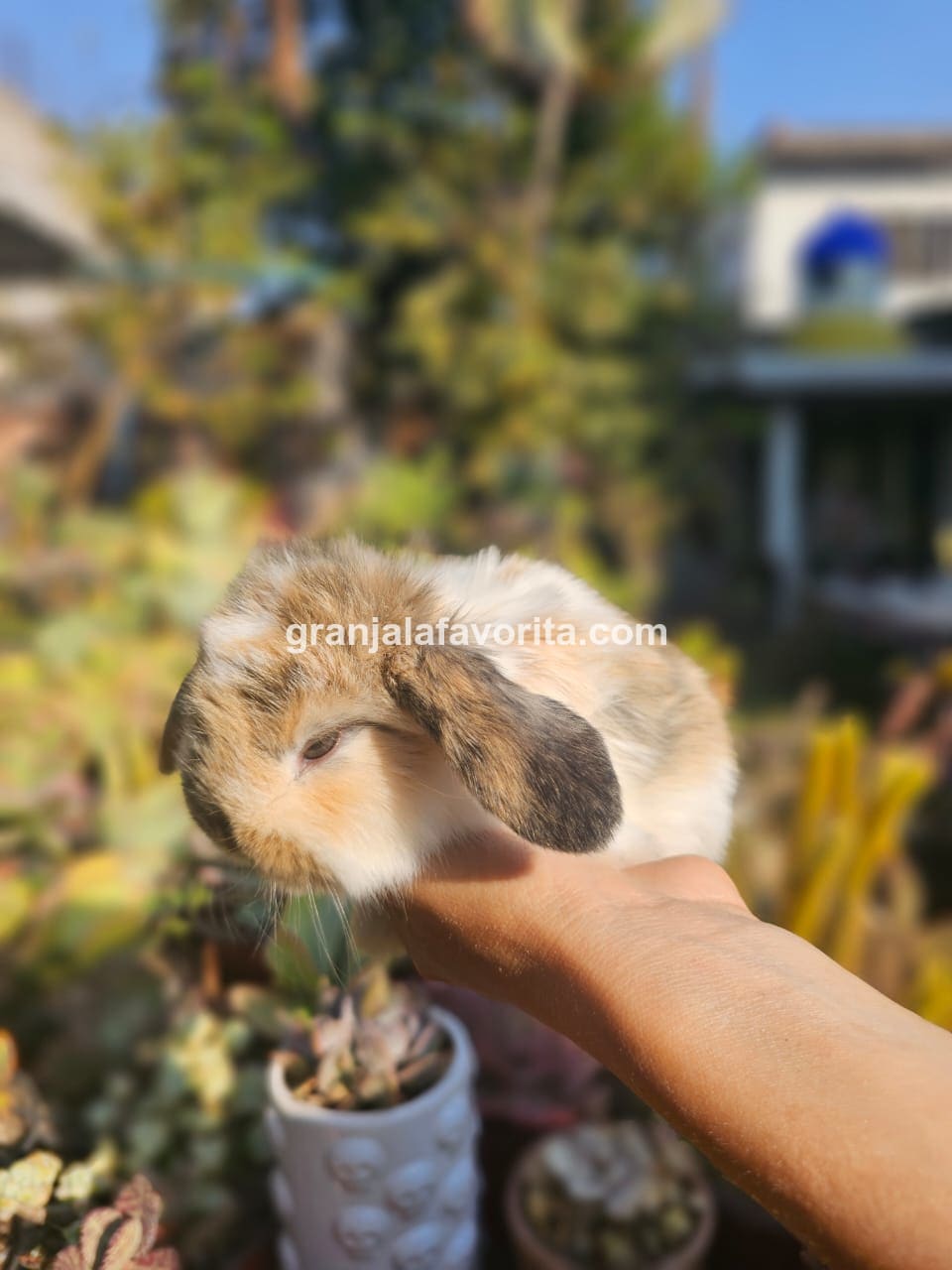 Imagen de ejemplar 123