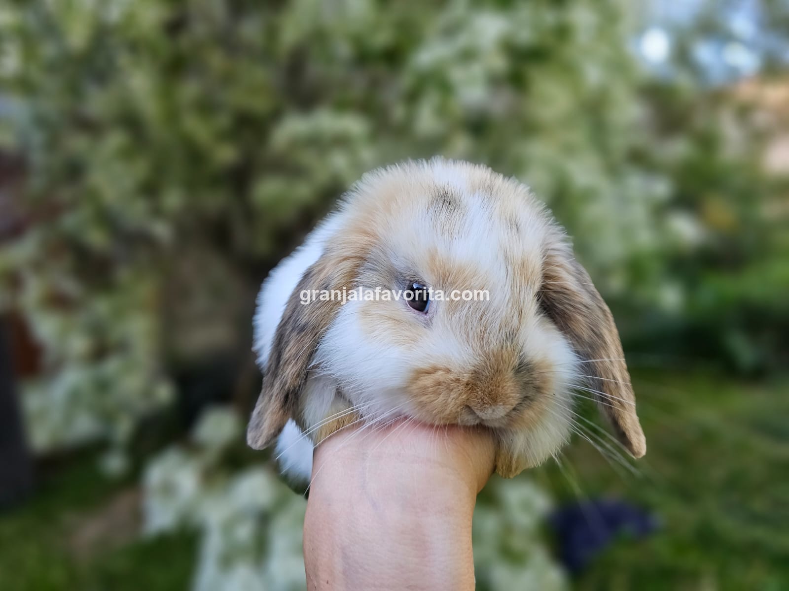 Imagen de ejemplar 62