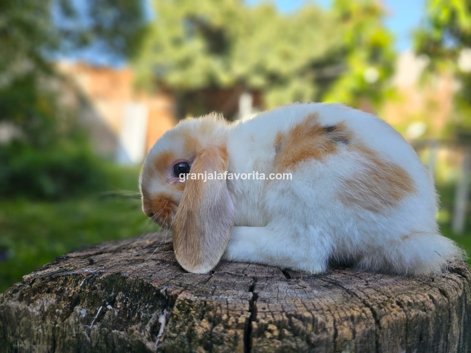 Imagen de ejemplar 60