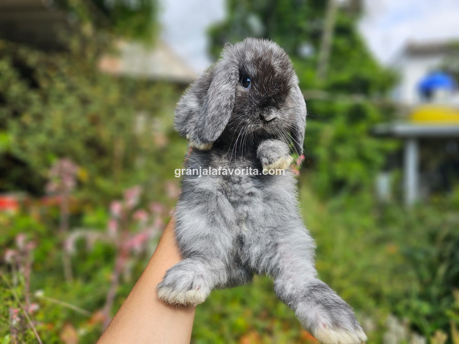 Imagen de ejemplar 37