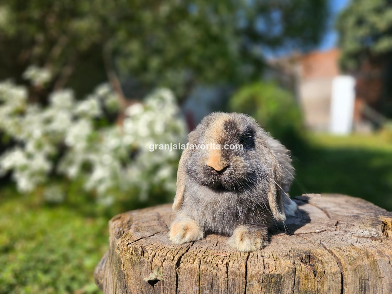 Imagen de ejemplar 59