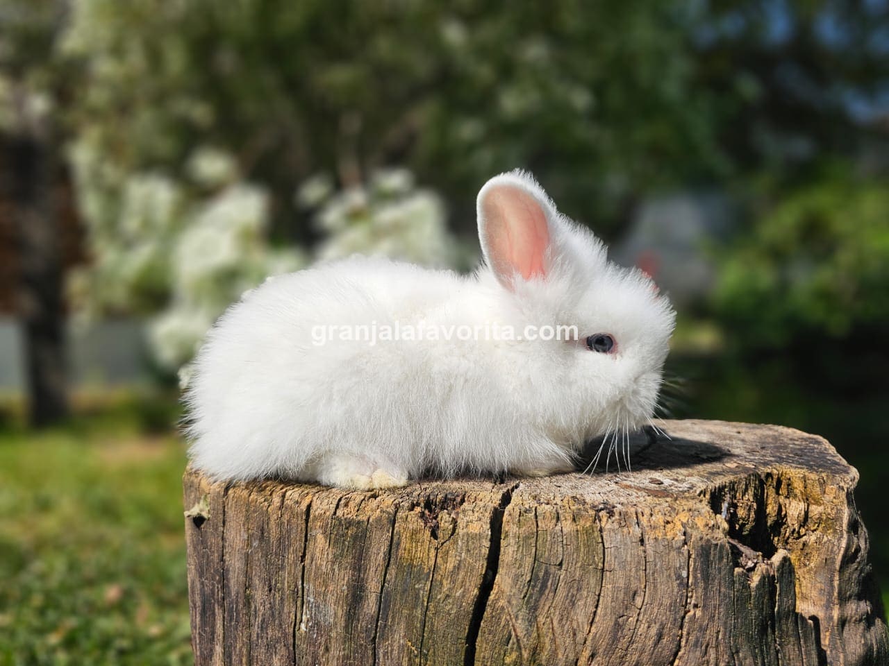 Imagen de ejemplar 55