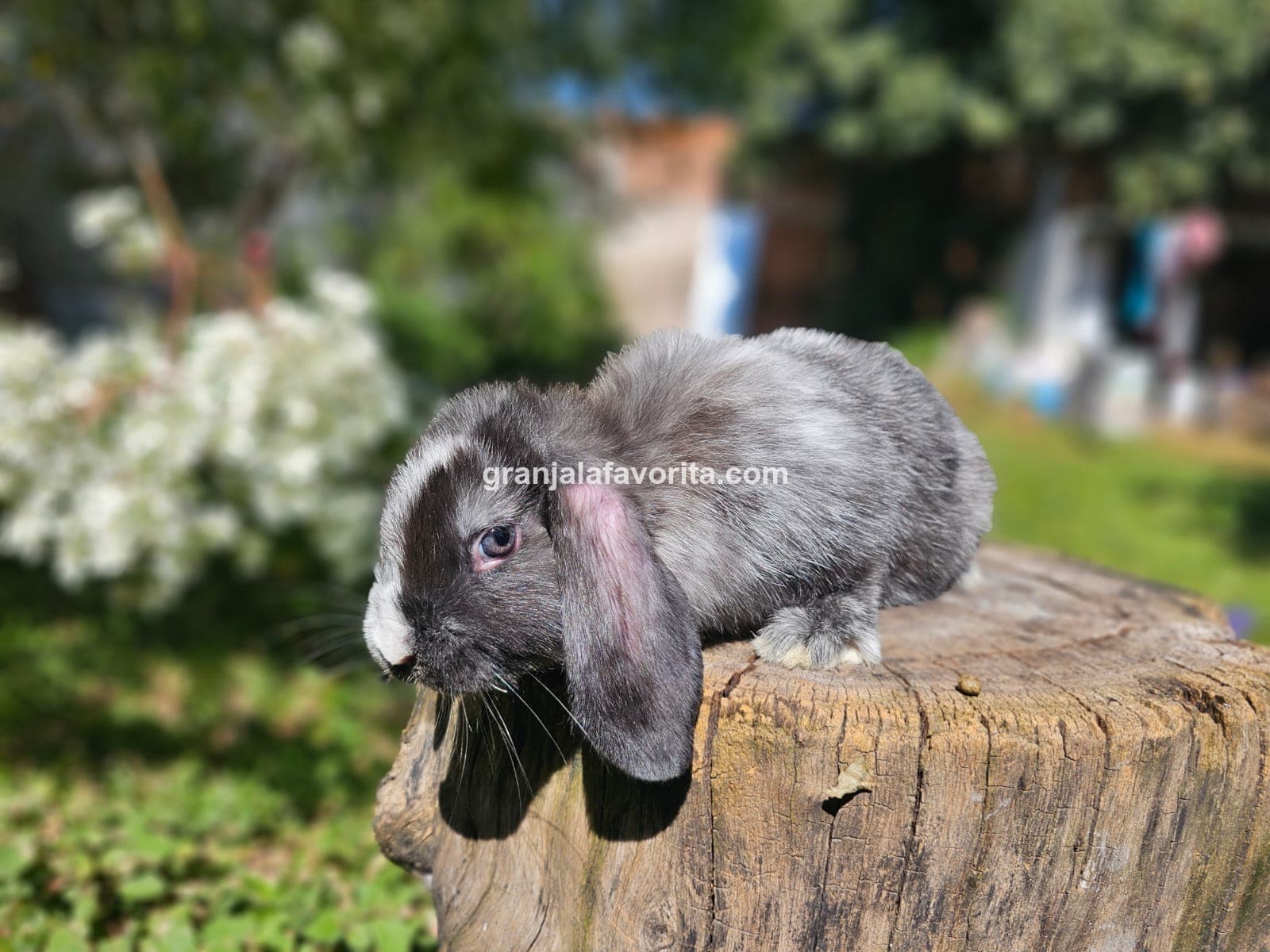 Imagen de ejemplar 66