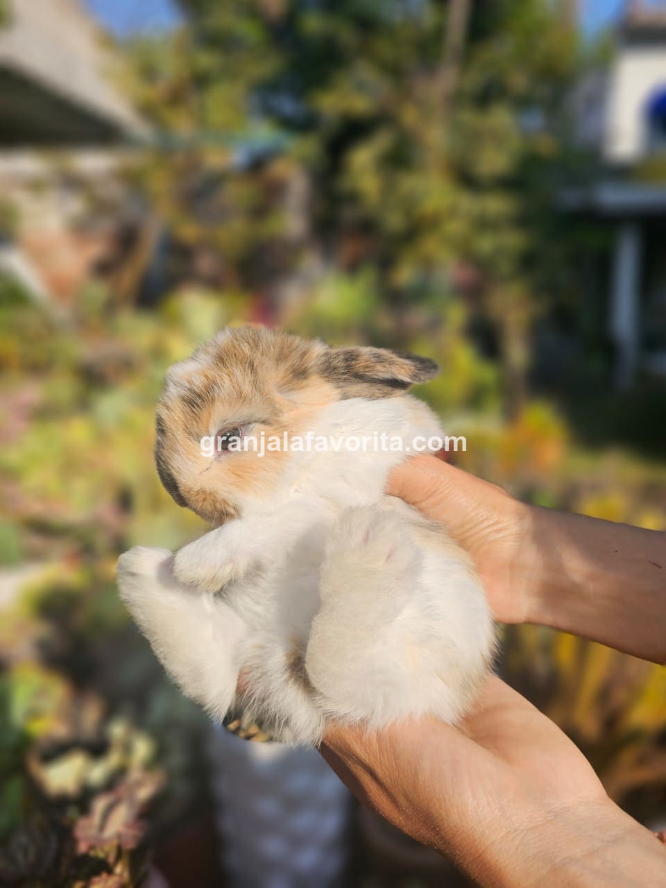 Imagen de ejemplar 123