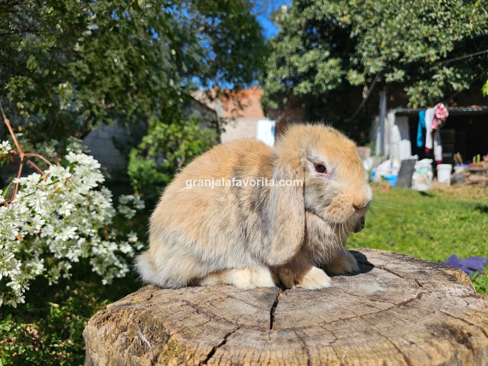 Imagen de ejemplar 71