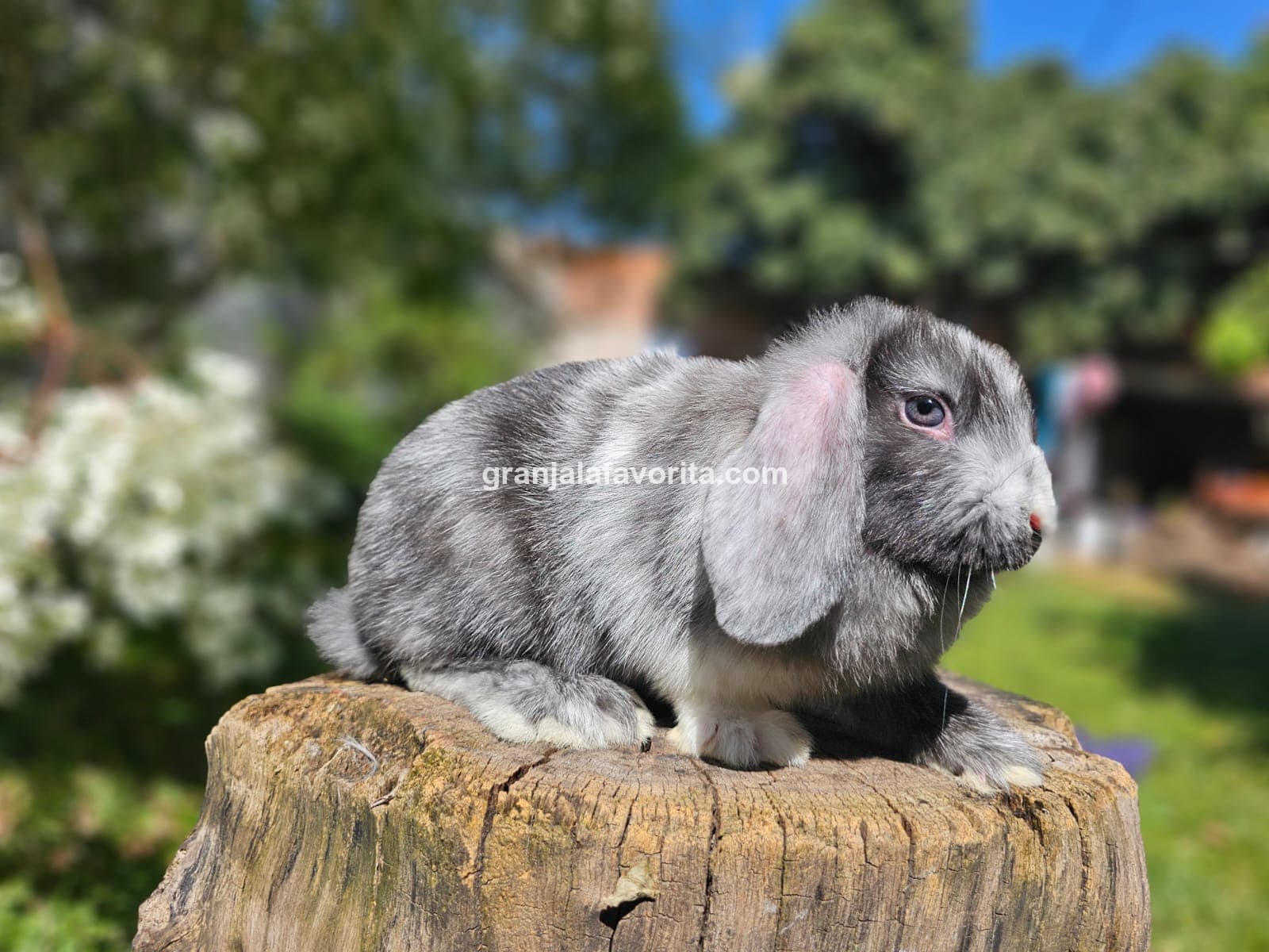 Imagen de ejemplar 66