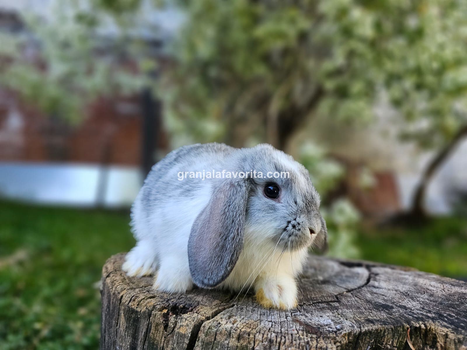 Imagen de ejemplar 61