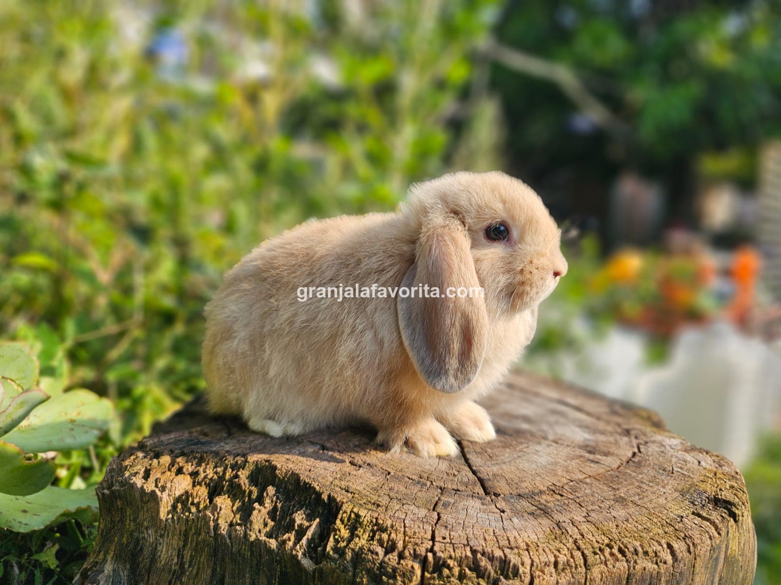 Imagen de ejemplar 46