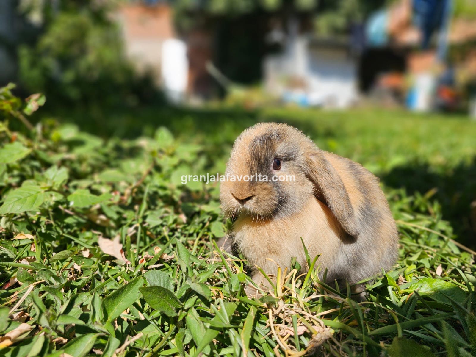 Imagen de ejemplar 58