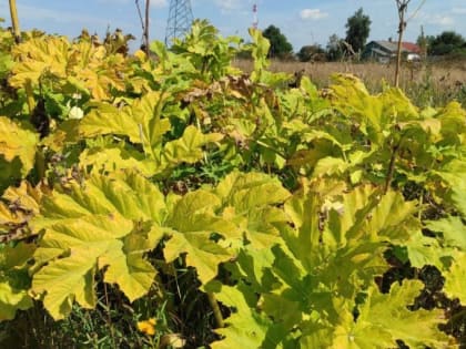 Приказ Минсельхоза России от 12.01.2024