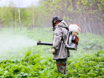 В подмосковной Кашире ведется борьба с борщевиком Сосновского