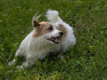 Куда обращаться, если укусило агрессивное животное?