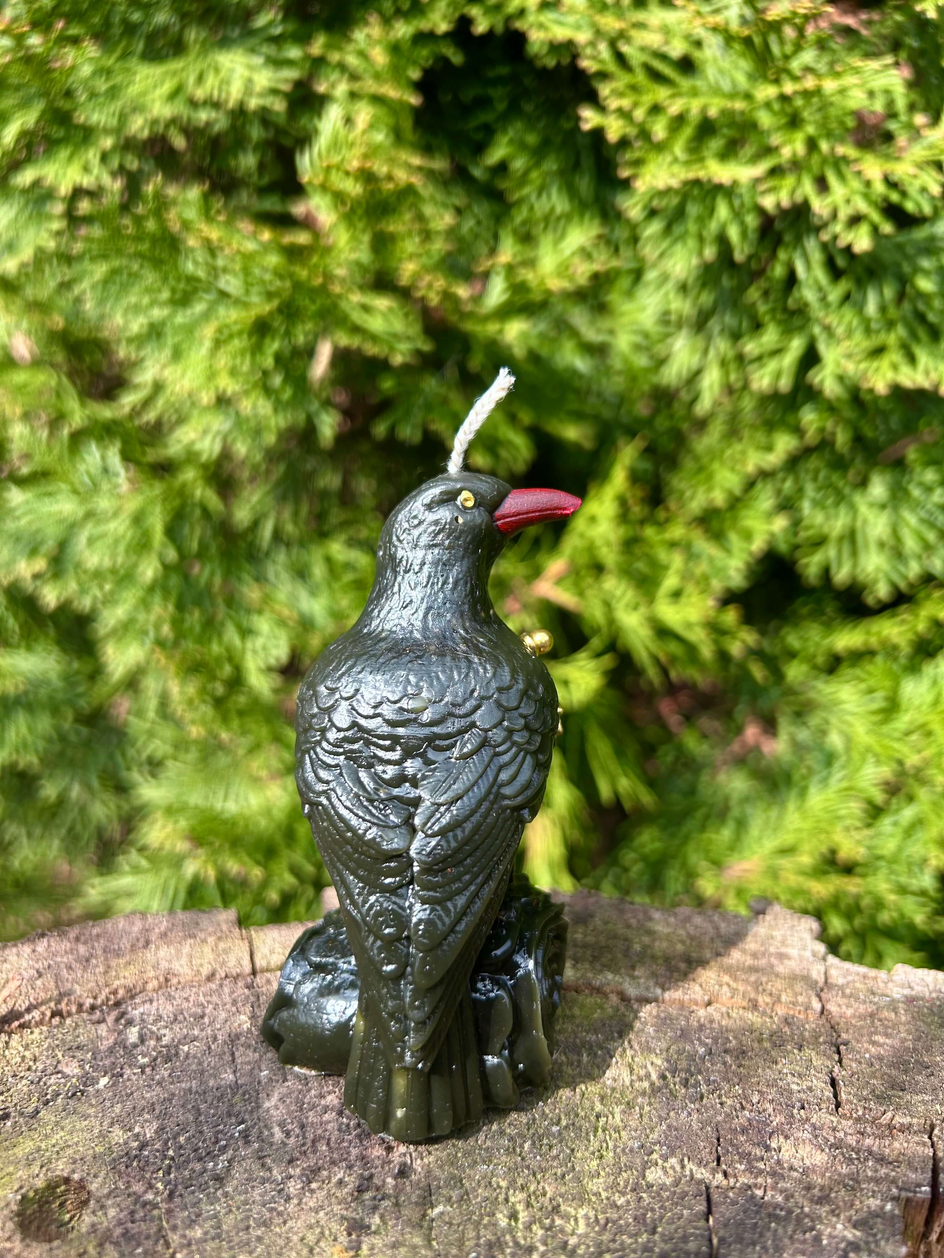 Kruk Czarny Posłaniec