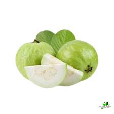 Taiwan White Guava Plant