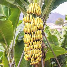 G-9 Banana Plant
