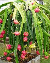 Dragan fruit