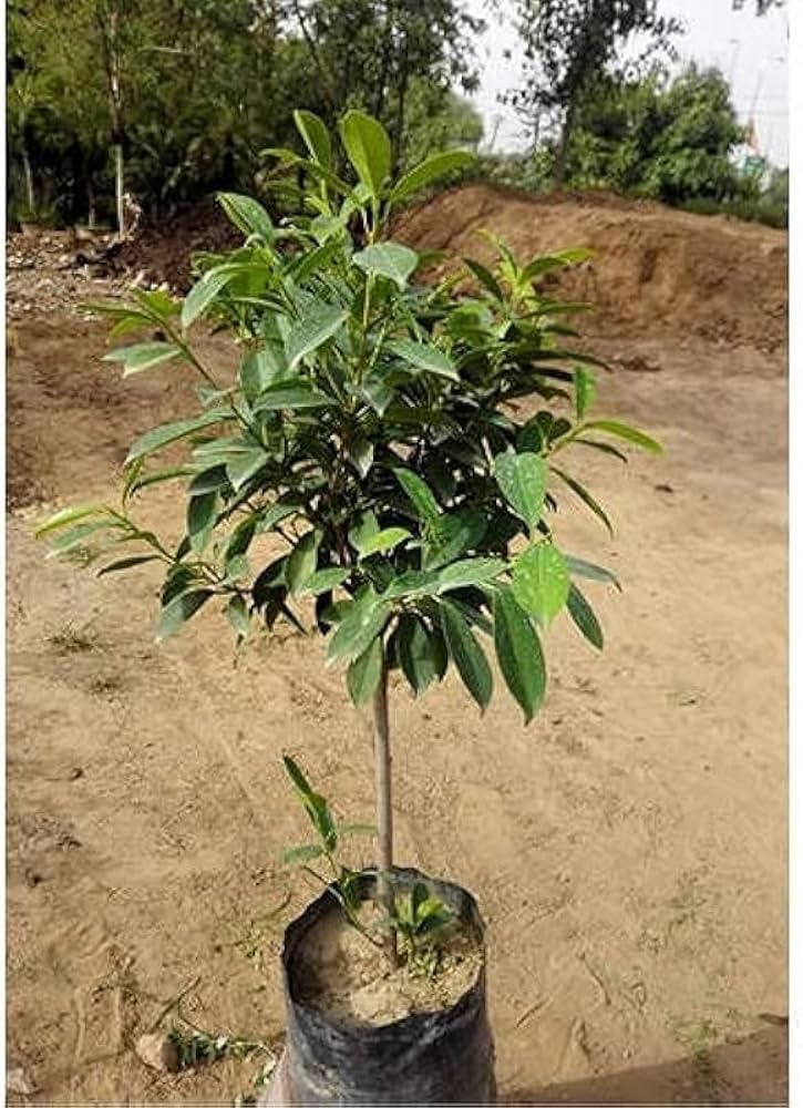 Jamun Plants