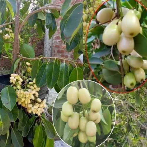 White Jamun